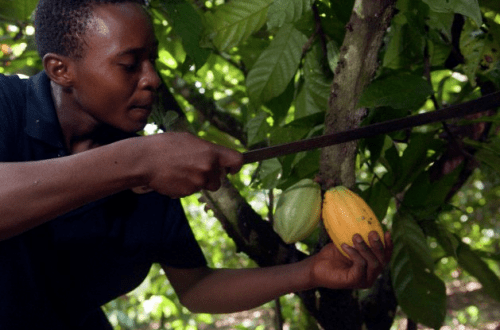 Chocolate Farms 14 chocolate farm Chocolate Farms - EAT LOVE SAVOR International Luxury Lifestyle Magazine