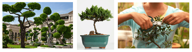 DISCOVER: The Art of Bonsai 2 Luxurious Leisure Bonsai eatlovesavor.com DISCOVER: The Art of Bonsai - EAT LOVE SAVOR International Luxury Lifestyle Magazine