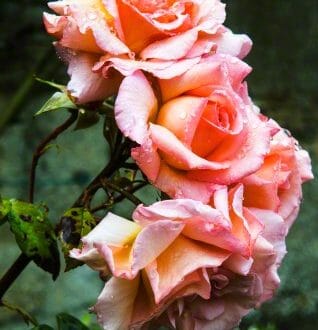 For the Love of Rose Water: Age Old Culinary, Wellness and Beauty Water 6 roses For the Love of Rose Water: Age Old Culinary, Wellness and Beauty Water - EAT LOVE SAVOR International Luxury Lifestyle Magazine