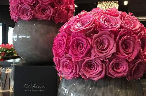 Discover: OnlyRoses™ International Rose Specialist, home of the exclusive InfiniteRose™ 13 onlyroses big pink roses in vases Discover: OnlyRoses™ International Rose Specialist, home of the exclusive InfiniteRose™ - EAT LOVE SAVOR International Luxury Lifestyle Magazine