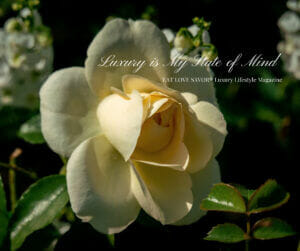 rose gift zoom backgrounds