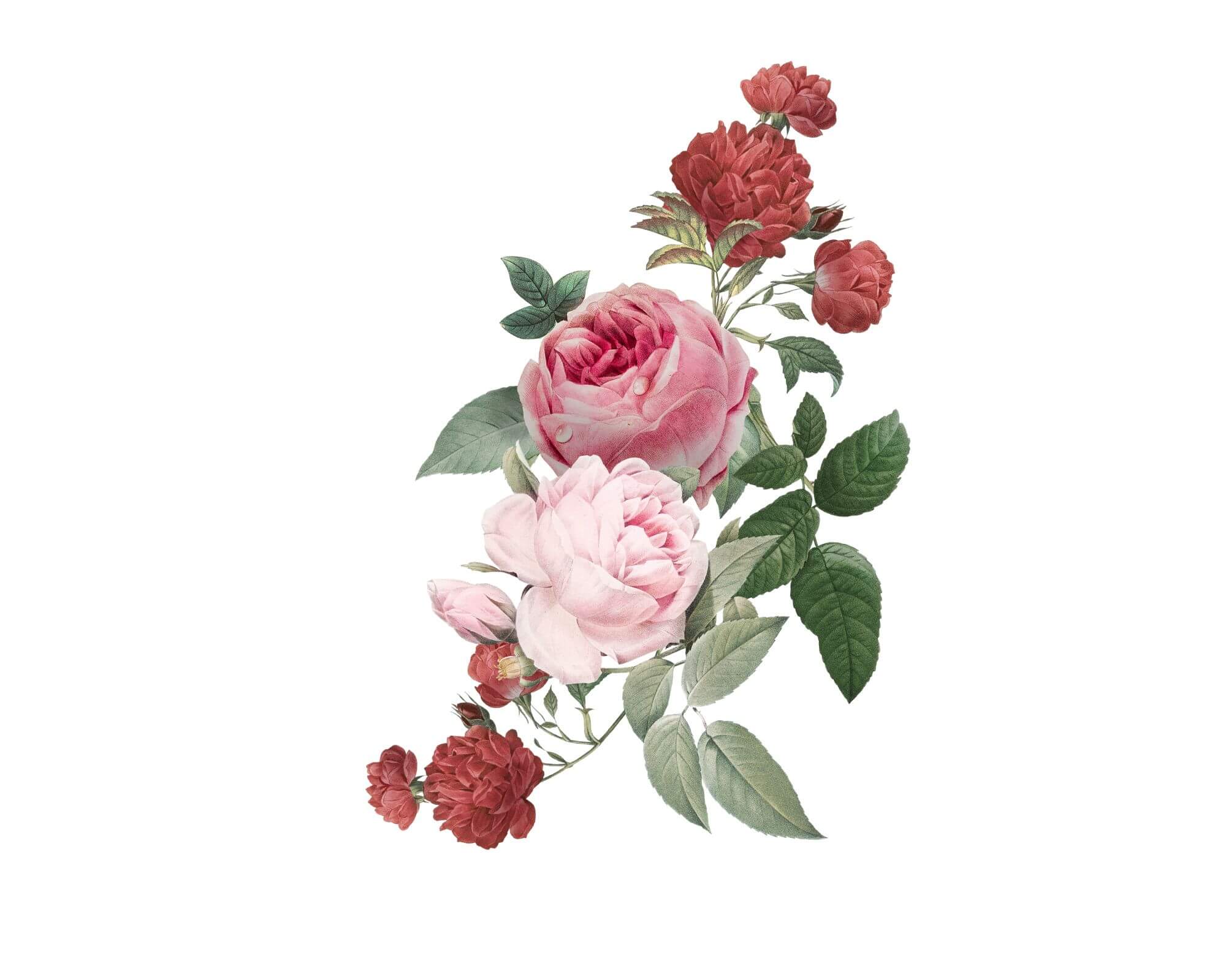 roses article photo 2022